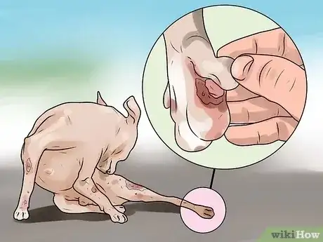 صورة عنوانها Identify Mange on Dogs Step 13