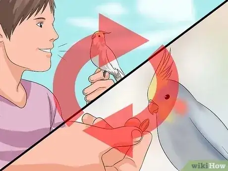 صورة عنوانها Train a Cockatiel to Talk Step 8
