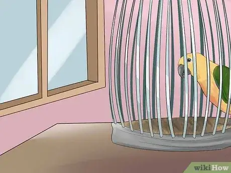 صورة عنوانها Entertain a Conure Step 12