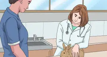 تحديد جنس الأرنب