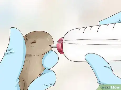 Image titled Care for a Baby Wild Rabbit Step 10