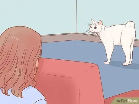 Gambar berjudul Have Fun with Your Cat Step 11