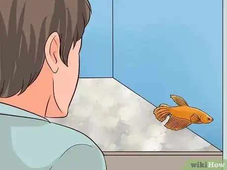 Gambar berjudul Tell if a Betta Fish Is Sick Step 3