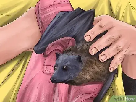 Gambar berjudul Save an Animal That's Been Hit by a Car Step 11
