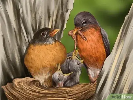 Gambar berjudul Tell a Male Robin from a Female Robin Step 3