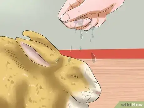 Gambar berjudul Treat Heat Stroke in Rabbits Step 2