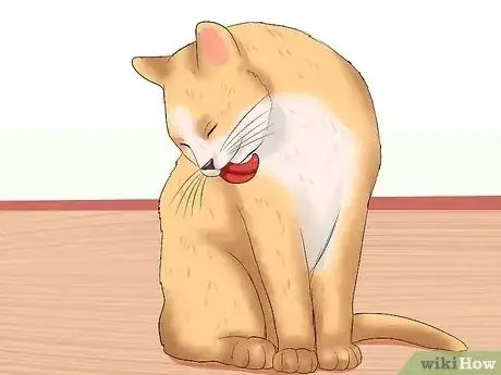 Gambar berjudul Know if a Cat Is Stressed Step 4