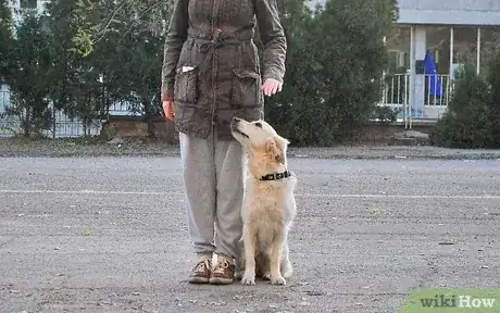 Gambar berjudul Become a Dog Trainer Step 3
