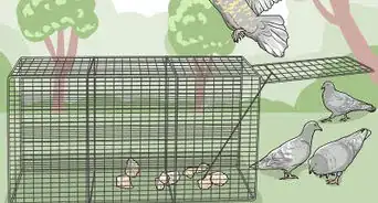 Mengusir Burung dari Atap