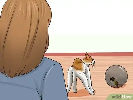Gambar berjudul Know if a Cat Is Stressed Step 10