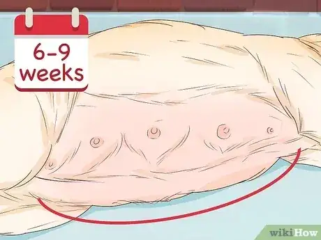 Gambar berjudul Tell if a Dog Is Pregnant Step 4
