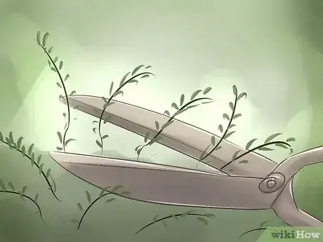 Gambar berjudul Grow Cranberries Step 10