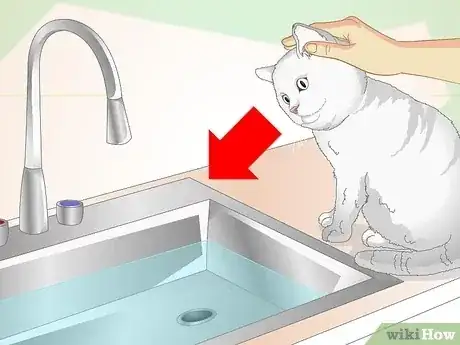 Gambar berjudul Inconspicuously Bathe a Cat Without Being Scratched Step 5