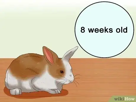 Gambar berjudul Buy a Rabbit Step 5