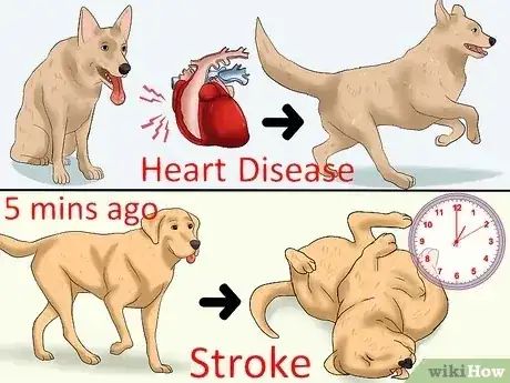 Gambar berjudul Recognize a Stroke in Dogs Step 2