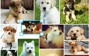 Gambar berjudul Make a Collage Step 13Bullet3