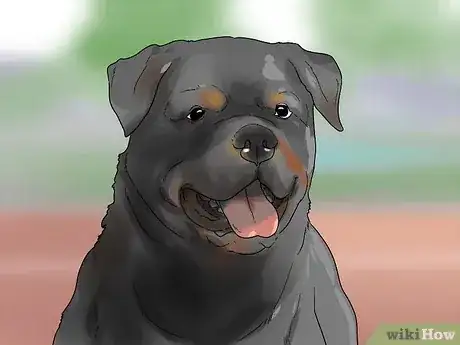 Gambar berjudul Identify a Rottweiler Step 2