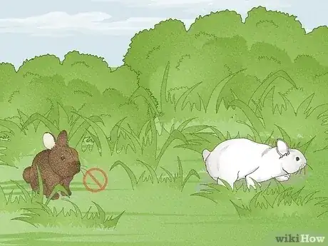 Gambar berjudul Hunt Rabbit Step 4