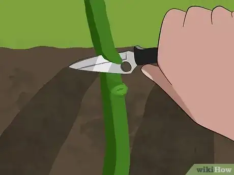 Gambar berjudul Graft Roses Step 9