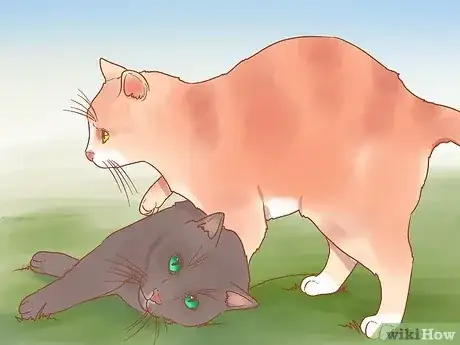Gambar berjudul Have Fun with Your Cat Step 8