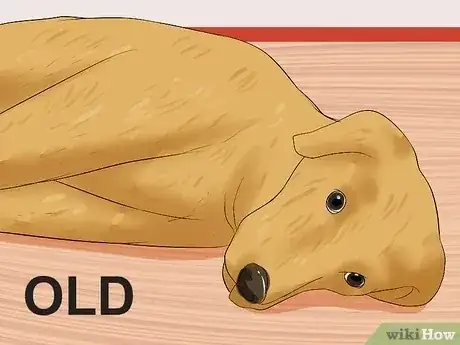 Gambar berjudul Recognize a Stroke in Dogs Step 11