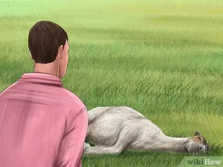 Gambar berjudul Save an Animal That's Been Hit by a Car Step 8