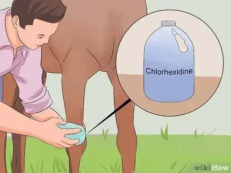 Gambar berjudul Rid Your Horse of Mud Fever Step 1