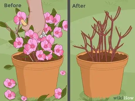 Gambar berjudul Plant Azaleas Step 11