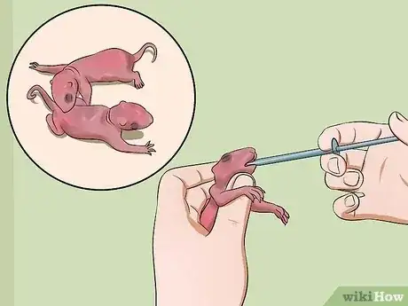 Gambar berjudul Raise a Baby Squirrel Step 14