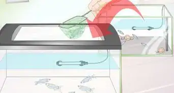 Membiakkan Ikan Zebra Danio