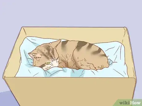 Gambar berjudul Tell if a Cat is Pregnant Step 6