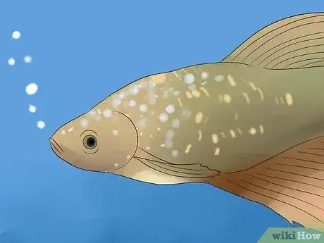 Gambar berjudul Tell if a Betta Fish Is Sick Step 5