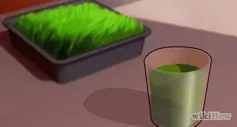 Menanam Rumput Gandum di Rumah