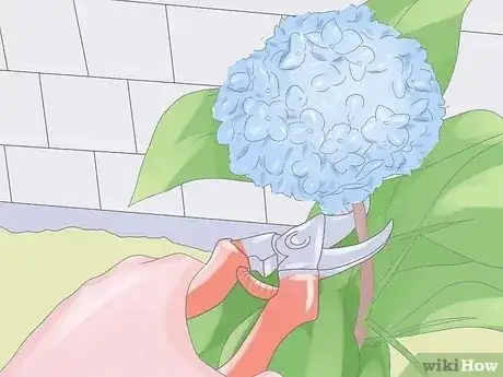 Gambar berjudul Grow Hydrangeas Step 8