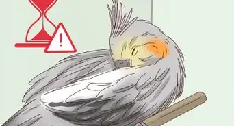 Memahami Bahasa Tubuh Burung Parkit Australia
