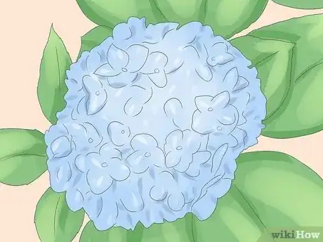 Gambar berjudul Grow Hydrangeas Step 1