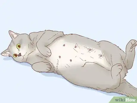 Gambar berjudul Tell if a Cat is Pregnant Step 4