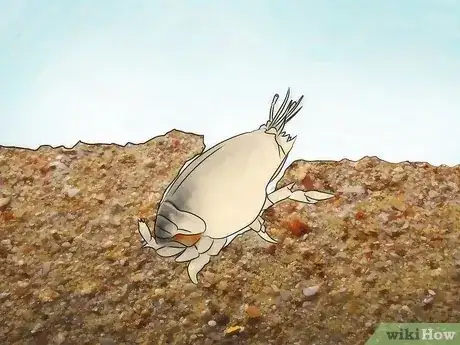 Gambar berjudul Feed Sand Crabs Step 1
