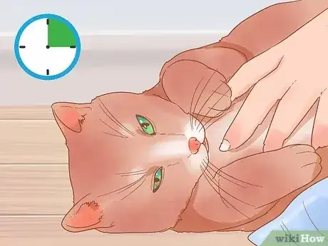 Gambar berjudul Have Fun with Your Cat Step 9
