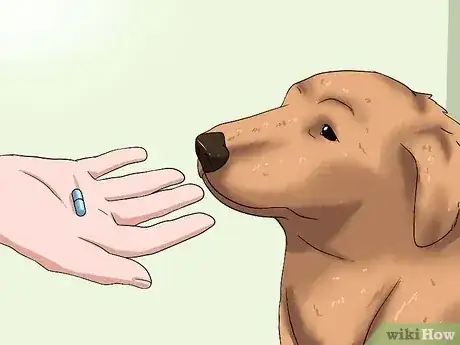 Gambar berjudul Help Your Dog Lose Weight Step 6