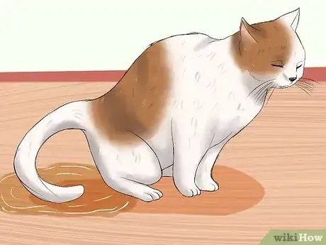Gambar berjudul Know if a Cat Is Stressed Step 1