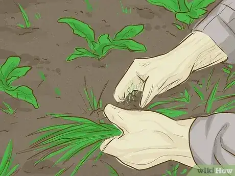 Gambar berjudul Make Money Growing Vegetables Step 5