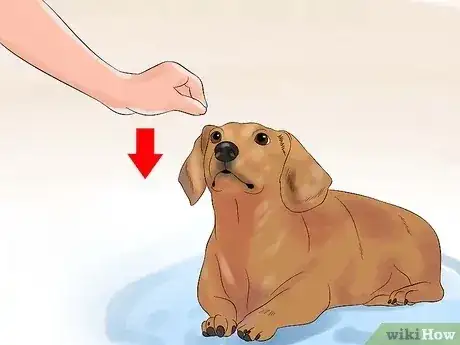Gambar berjudul Teach Your Dog to Play Dead on Command Step 5