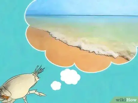 Gambar berjudul Feed Sand Crabs Step 4