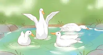 Merawat Bebek di Cuaca Dingin
