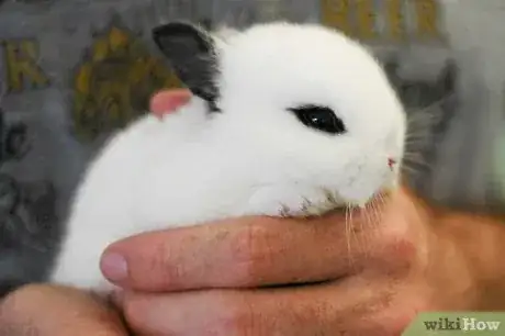 Gambar berjudul Hold a Rabbit Step 2