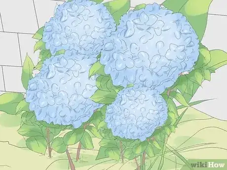 Gambar berjudul Grow Hydrangeas Step 10