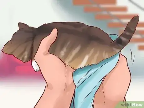 Gambar berjudul Feed a Newborn Kitten Step 14