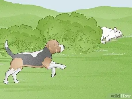 Gambar berjudul Hunt Rabbit Step 14