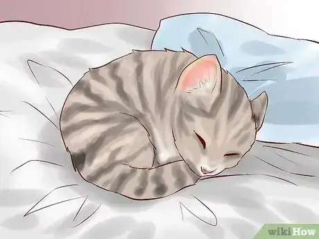 Gambar berjudul Feed a Newborn Kitten Step 15